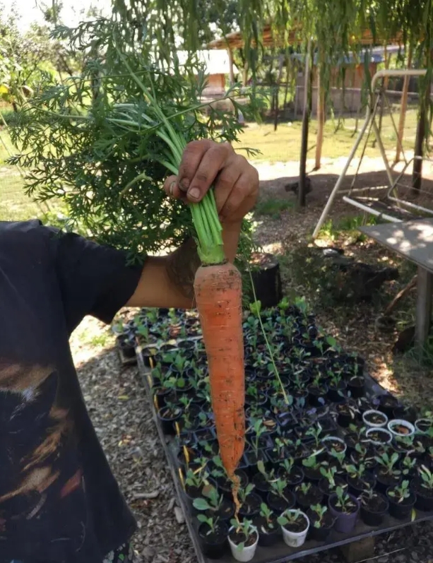 Prírodný stimulátor úrodnosti pôdy HUMAC® Agro použitie